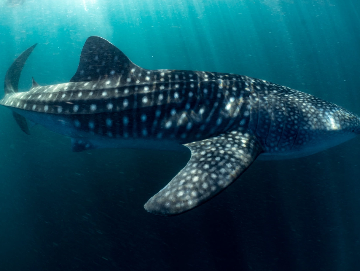 12D Komodo & Whale Sharks Expedition Cruise, Jun 2026