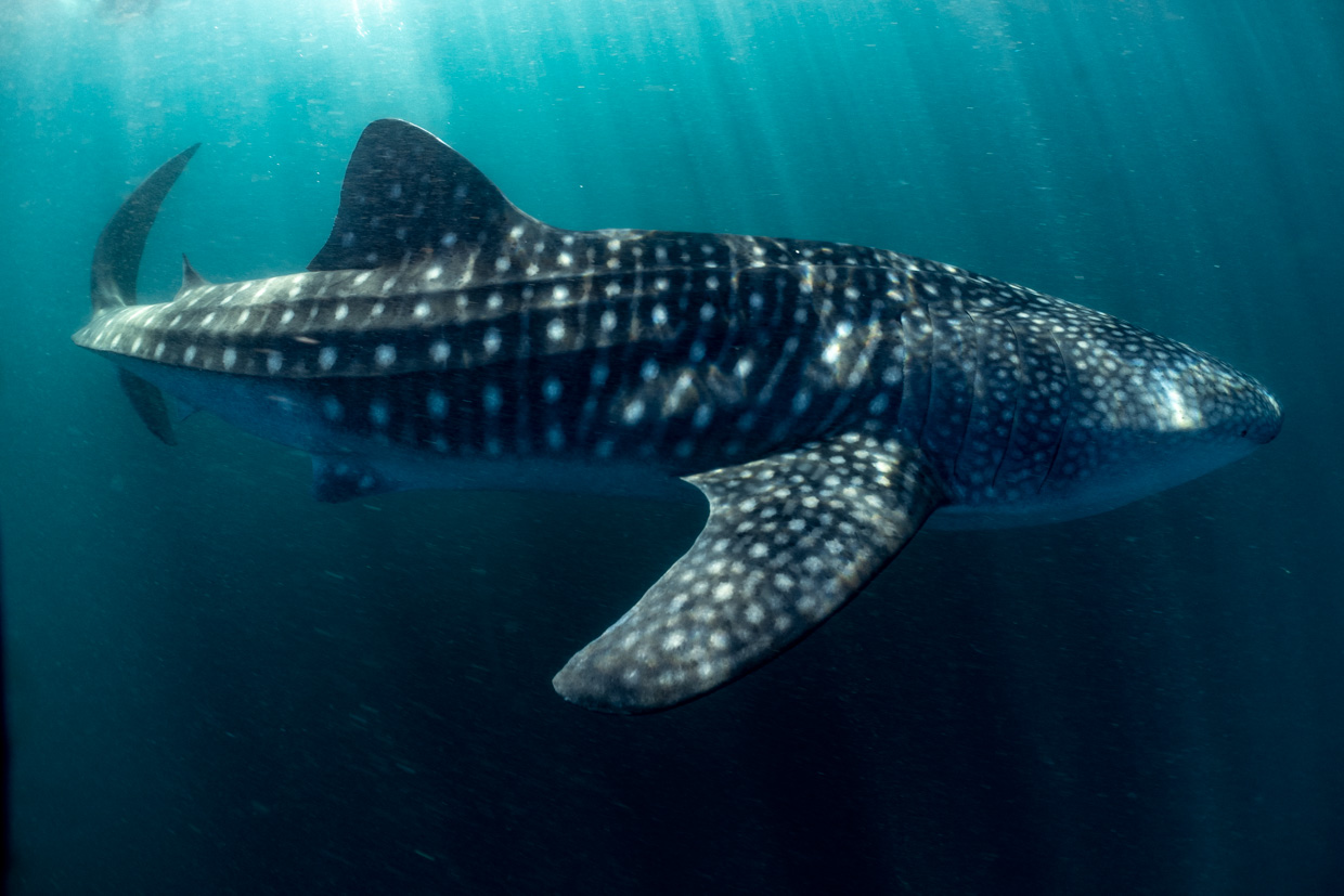 12D Komodo & Whale Sharks Expedition Cruise, Jun 2026