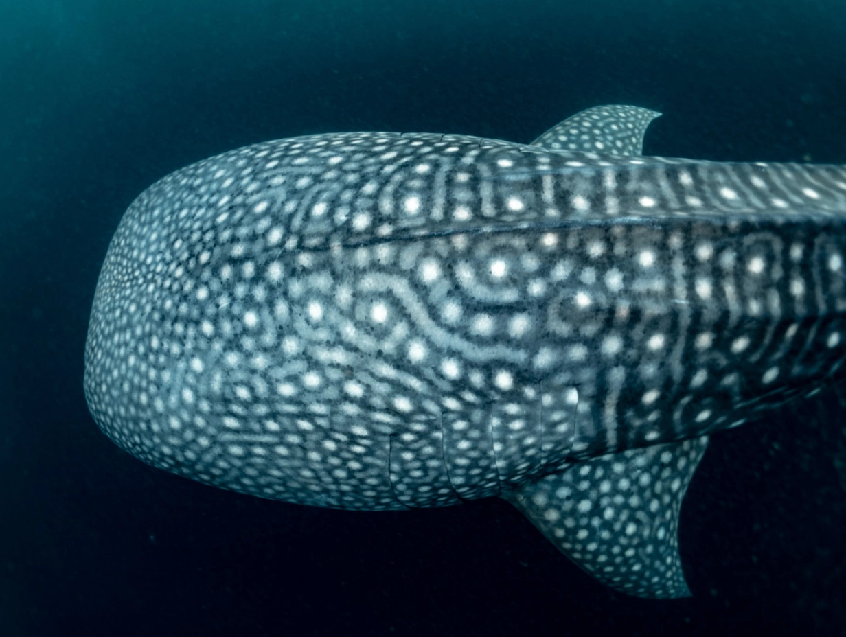 12D Bali to Komodo & Whale Sharks Expedition Cruise, Jun 2027