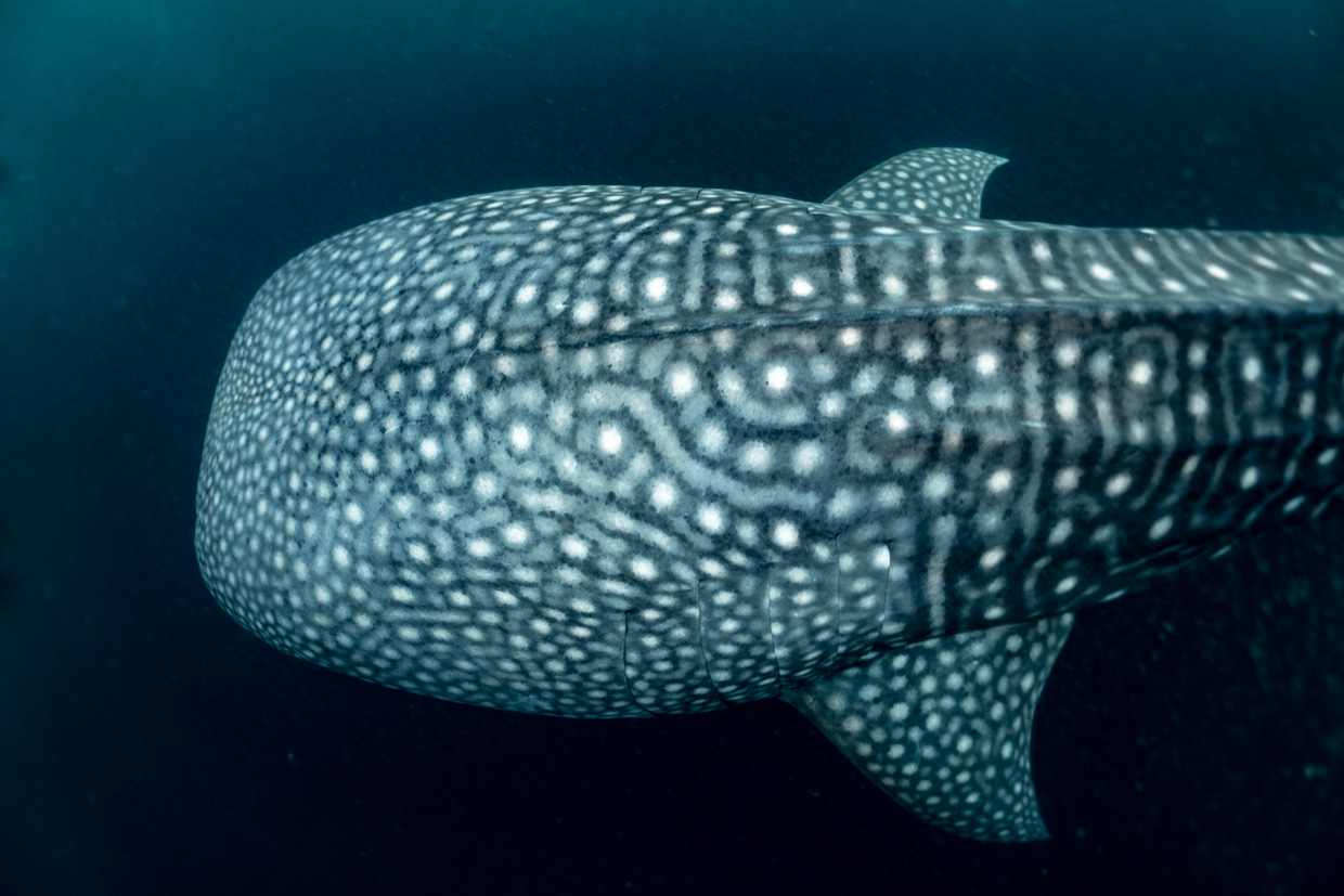 12D Komodo & Whale Sharks Expedition Cruise, Jun 2027