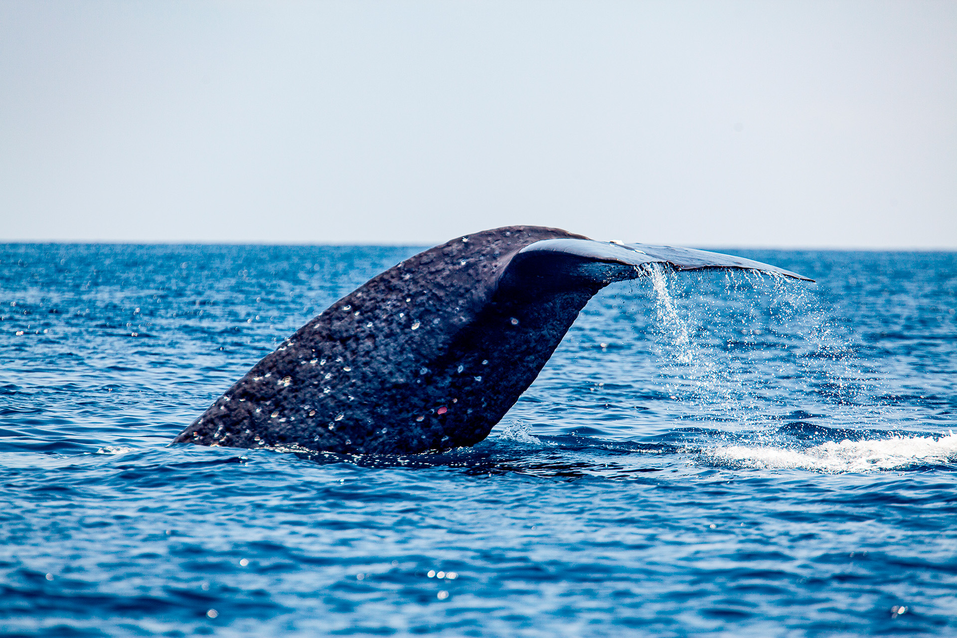 12D Banda Sea via Raja Ampat and Misool Expedition Cruise, Nov 2026