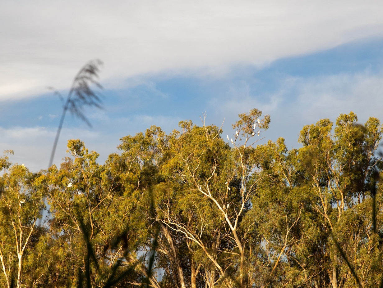 Murray River (Dhungala) Artist in Residence