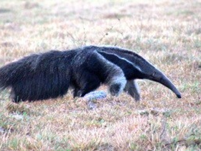 Colombia Wildlife Tour