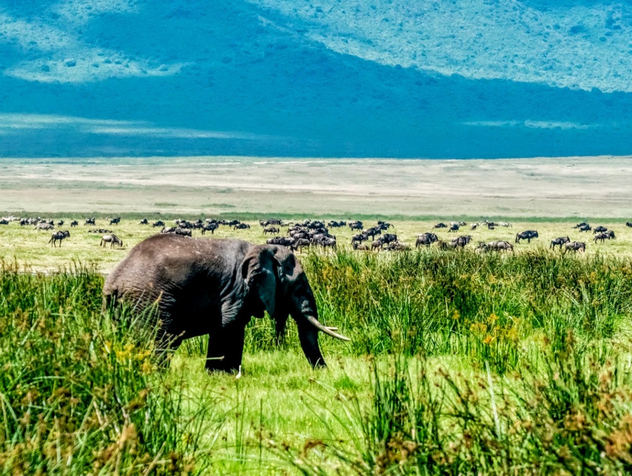 9 Days budget safari tours & Zanzibar beach