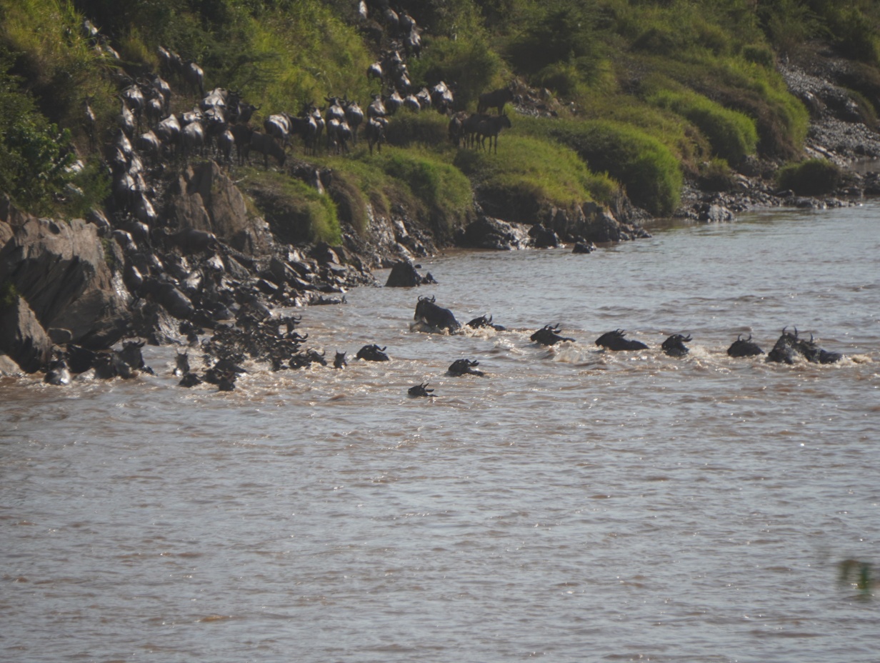 12 Days Serengeti Wildebeest migration with Zanzibar beach