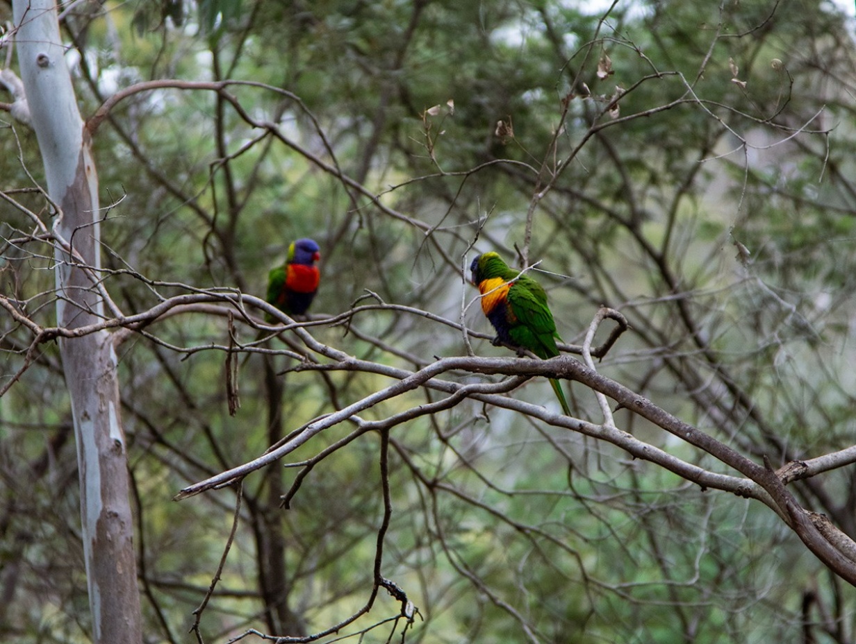 2hr - Yarra Bend Park -  Corporate Yarra River Canoe Experience
