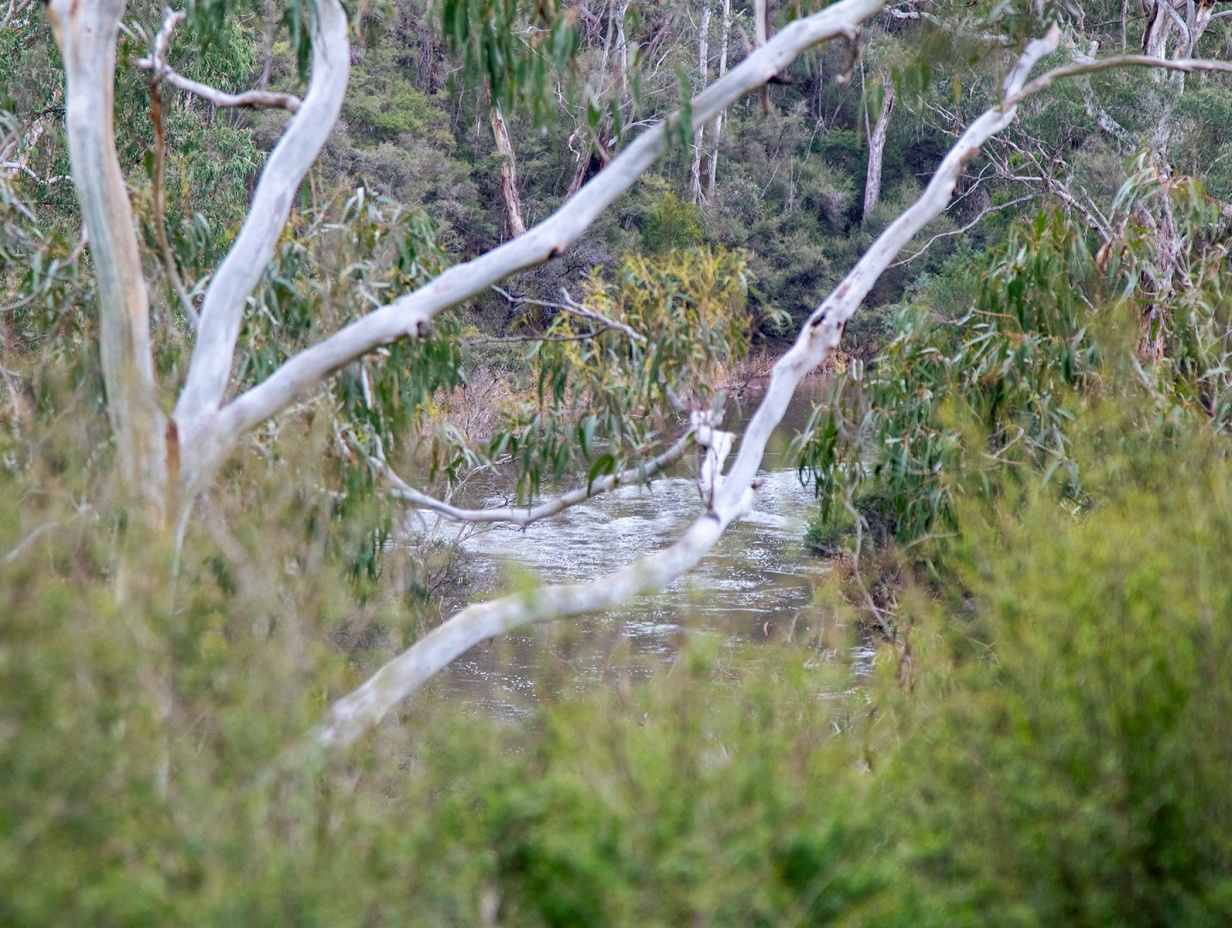 4 hr Half Day -  Mt Lofty - Corporate Yarra River Canoe Experience