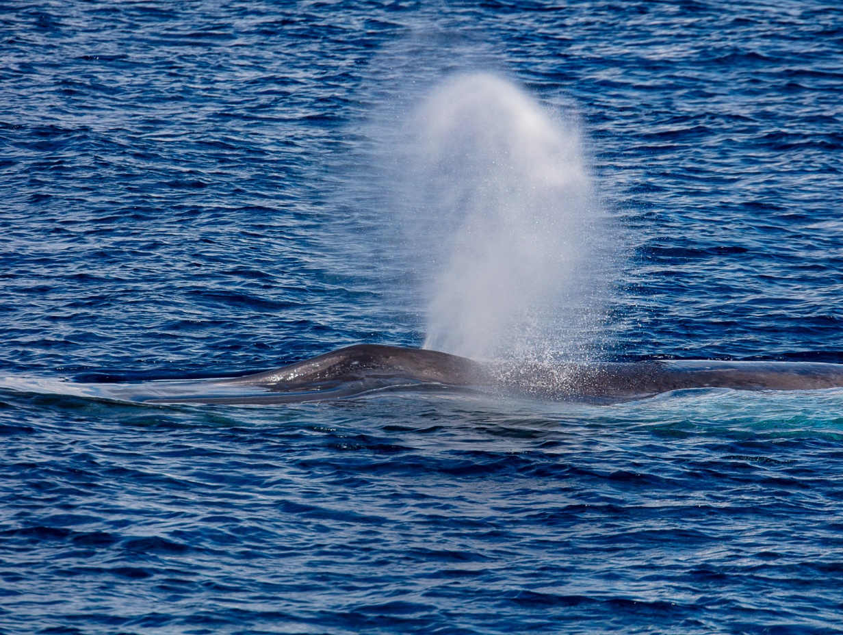 12D Banda Sea & the Lucipara Islands Expedition Cruise, Oct/Nov 2028