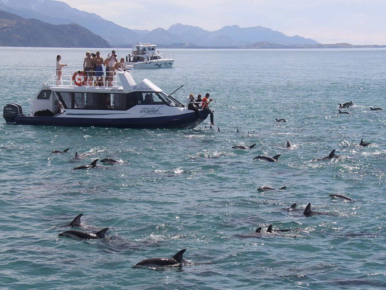 Cheeky Kea - Kaikōura with Dolphin Encounter from Christchurch