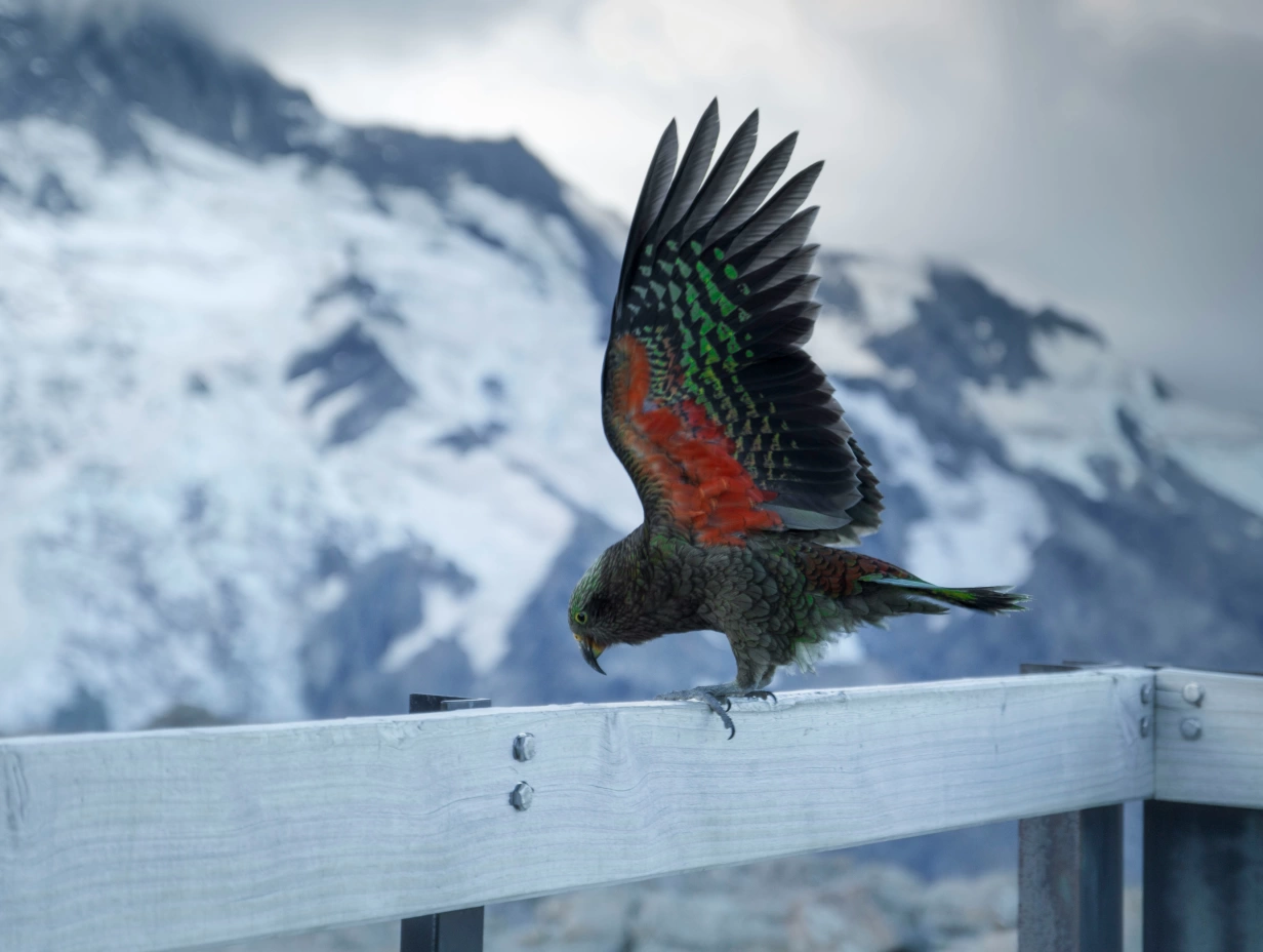 Cheeky Kea - Mount Cook with Heli Flight from Christchurch