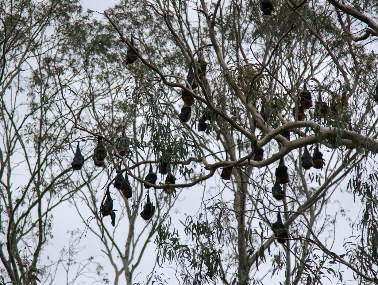 Bats and Birds paddle
