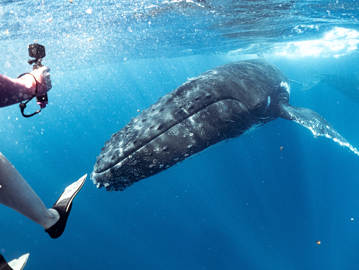 AMAZING VALUE! 8N/8D Tonga Whale Swim Package, Aug 2026