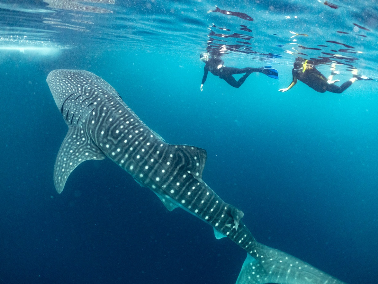 12D Komodo & Whale Sharks Expedition Cruise, Jun–Jul 2028