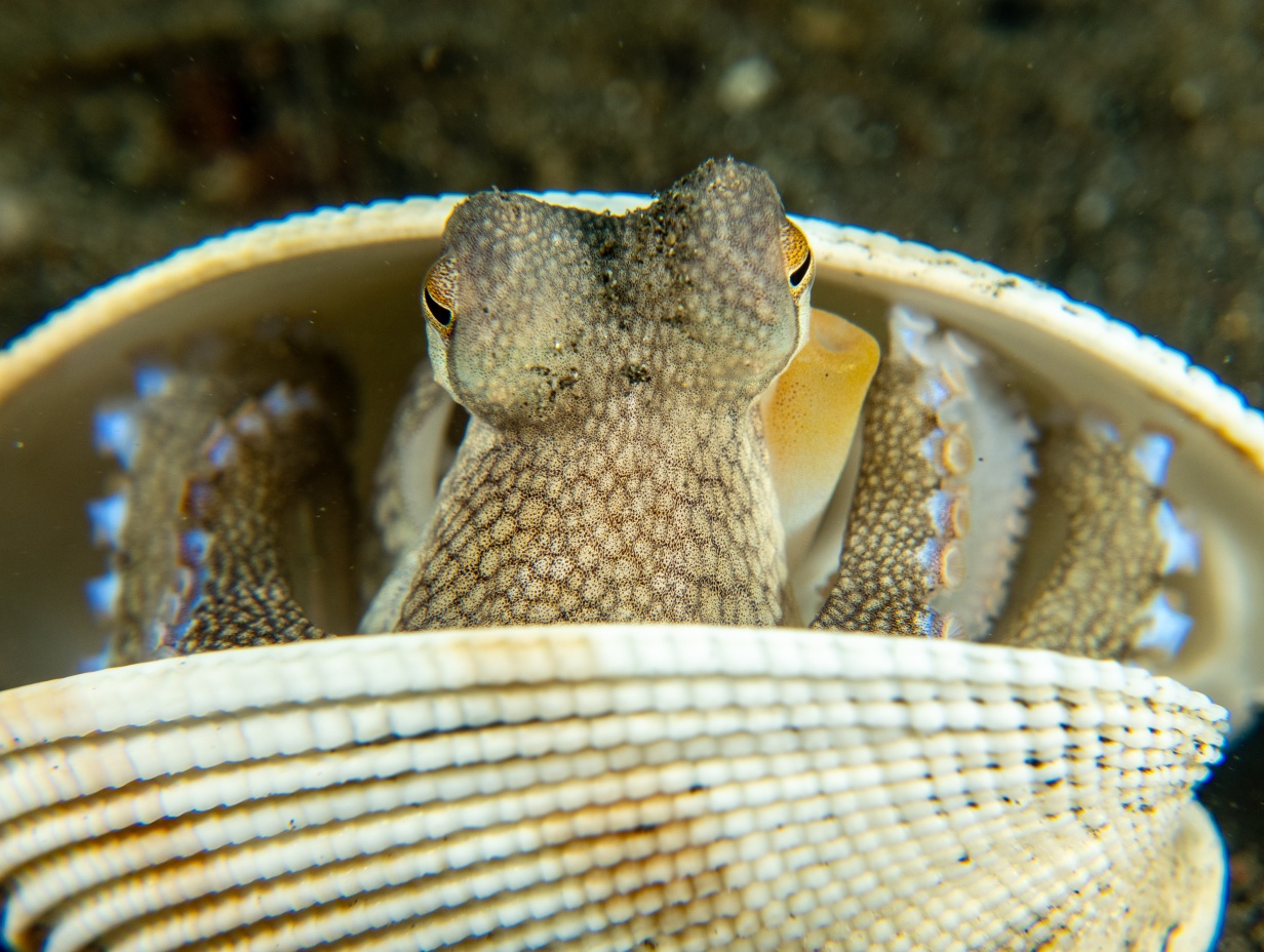 12D East Sulawesi & Gorontalo Expedition Cruise, Apr 2028