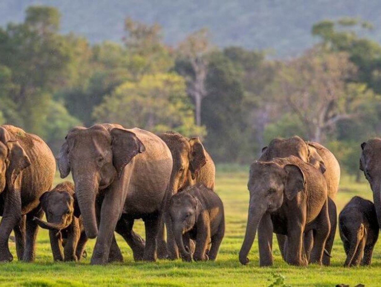5 Nights / 6 Days - Sri Lanka: A Journey into the Wildlife & Nature