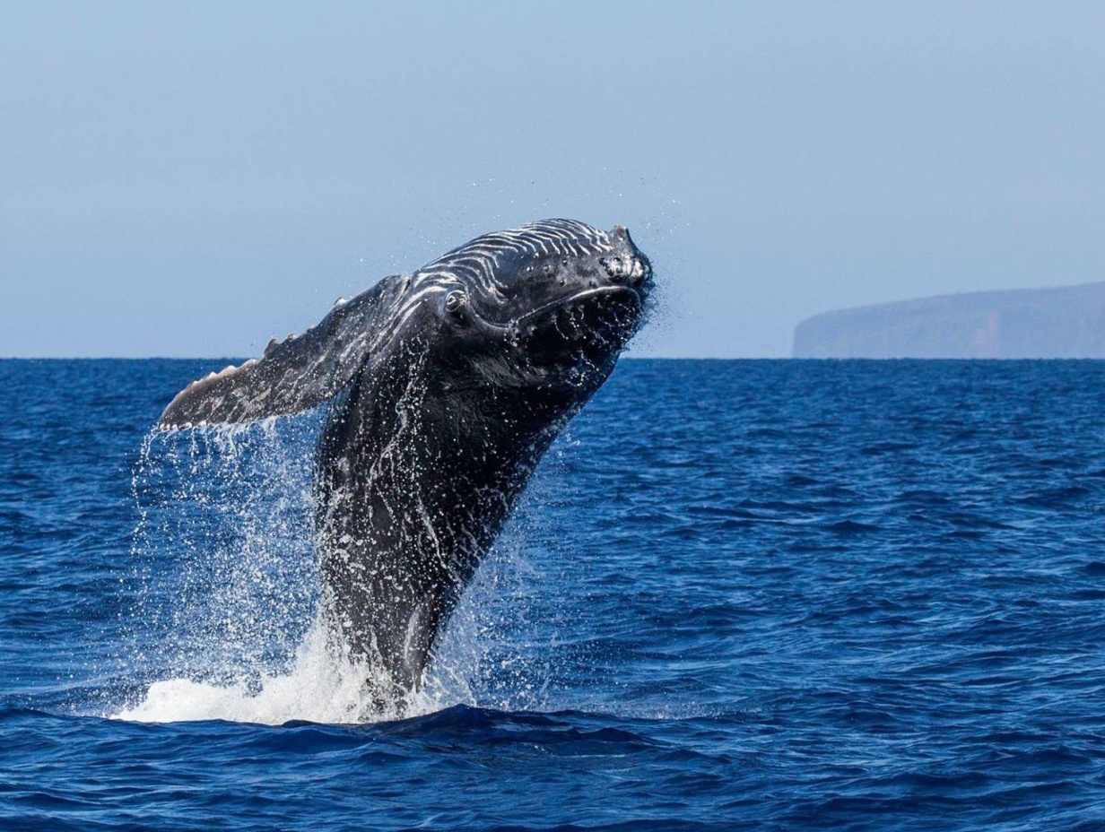 Maui Whale Watching Tours