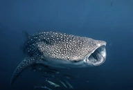Whale Shark Adventure - Swim with Gentle Giants