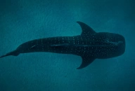 Whale Shark Adventure: Swim with Gentle Giants