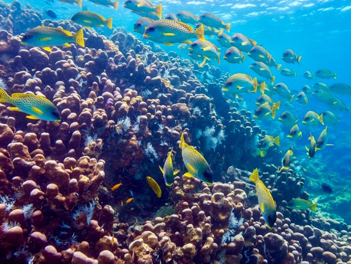 Chole Bay Reef Snorkel Adventure