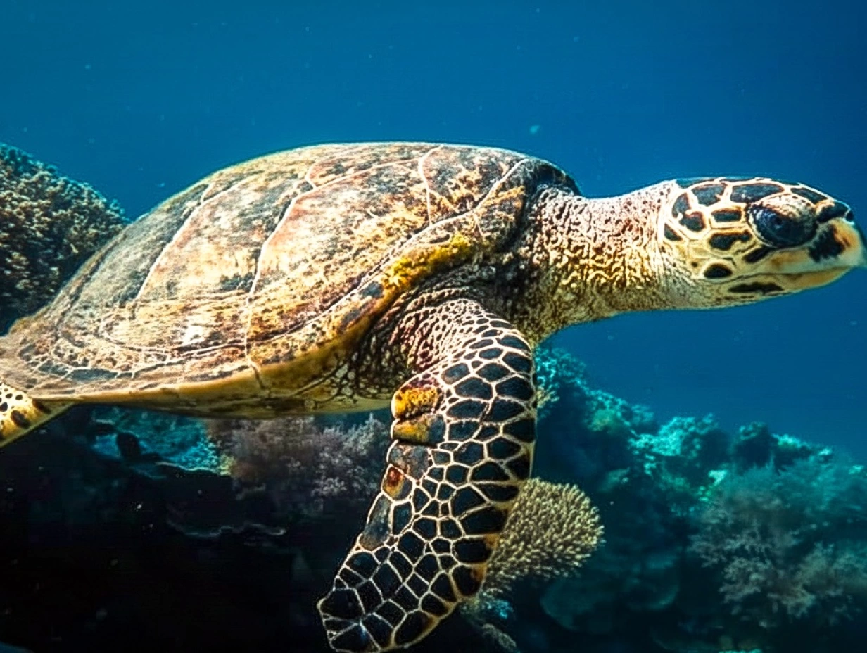 Chole Bay Reef Snorkel Adventure