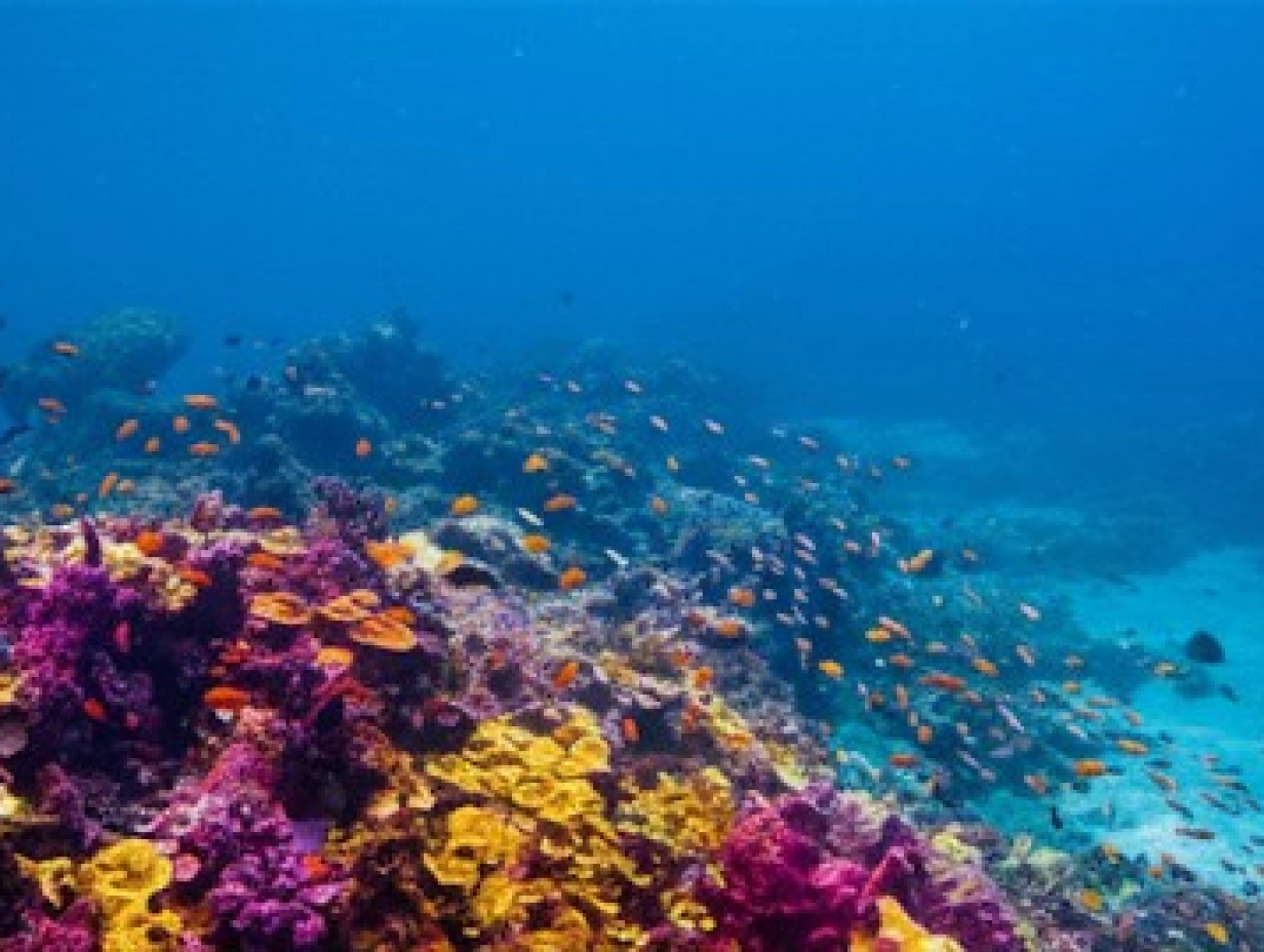 Chole Discovery: Reef, Ruins, & Blue Lagoon