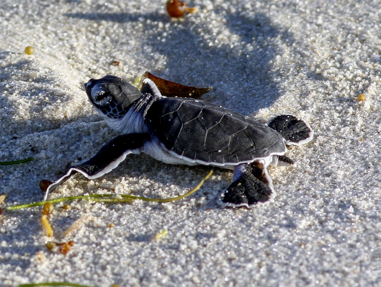 From Nest to Ocean: Turtle Hatchling Tour