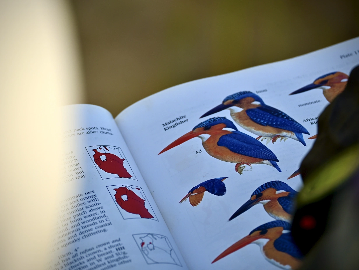 Wings Of The Island: Bird Watching