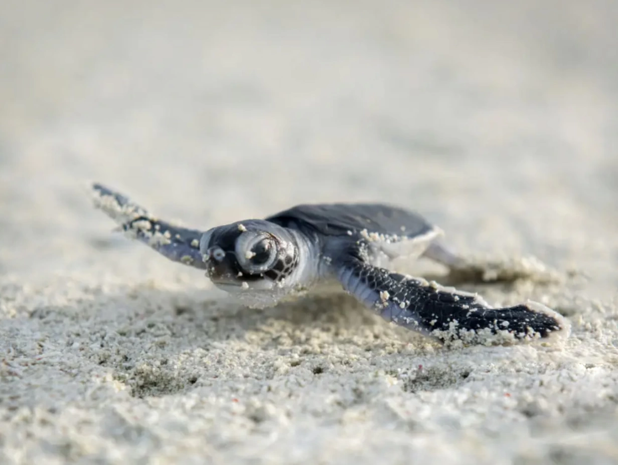 Turtle Hatching & Reef Snorkeling Adventure