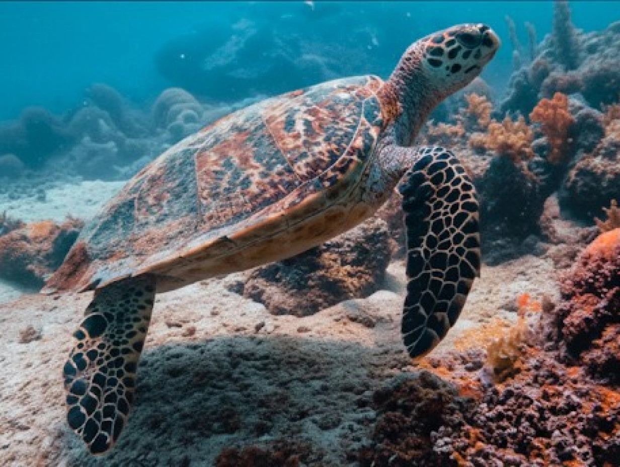 Turtle Hatching & Reef Snorkeling Adventure